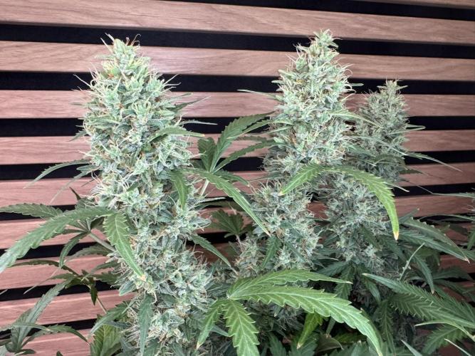 Lemon Cherry Gelato Automatic. Week 12