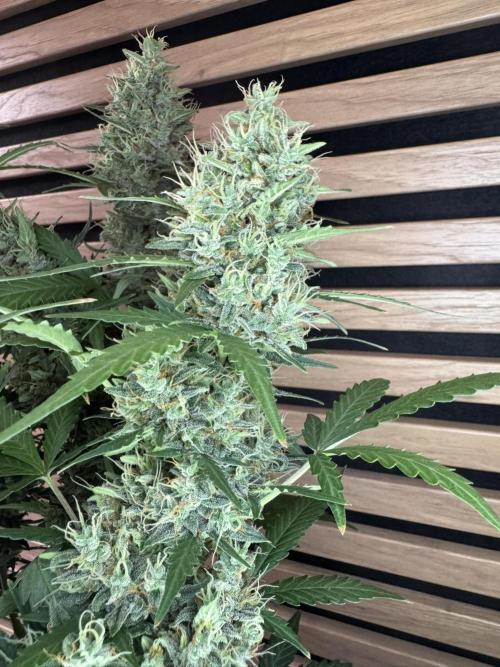 Lemon Cherry Gelato Automatic. Week 12