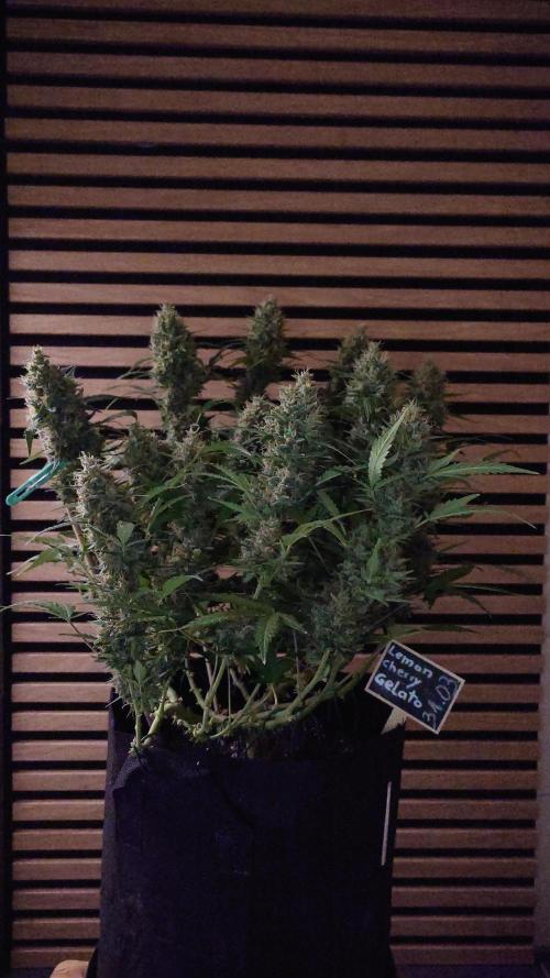 Lemon Cherry Gelato Automatic. Week 12
