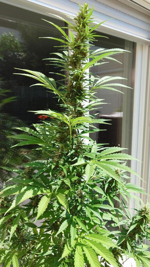 Pink Rozay Auto. Week 9