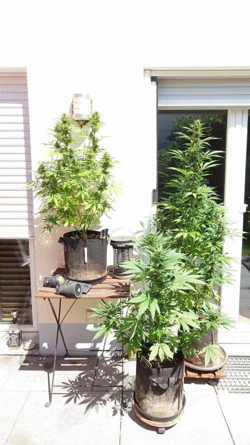 Pink Rozay Auto. Week 9 - Alle 3 Outdoorqeens an Ihrem Platz :)