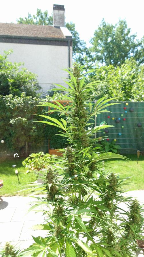 Pink Rozay Auto. Week 9