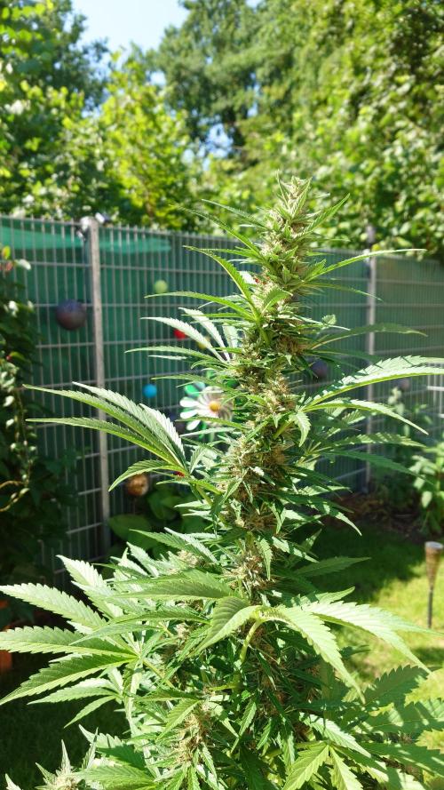 Pink Rozay Auto. Week 9