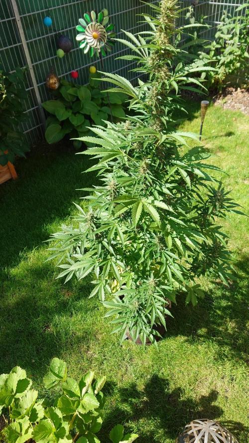 Pink Rozay Auto. Week 9