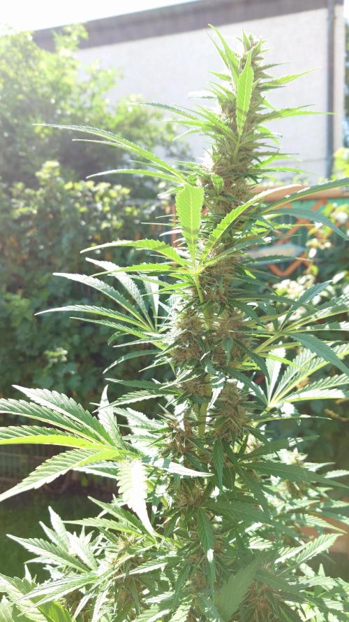 Pink Rozay Auto. Week 9