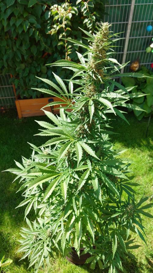Pink Rozay Auto. Week 9