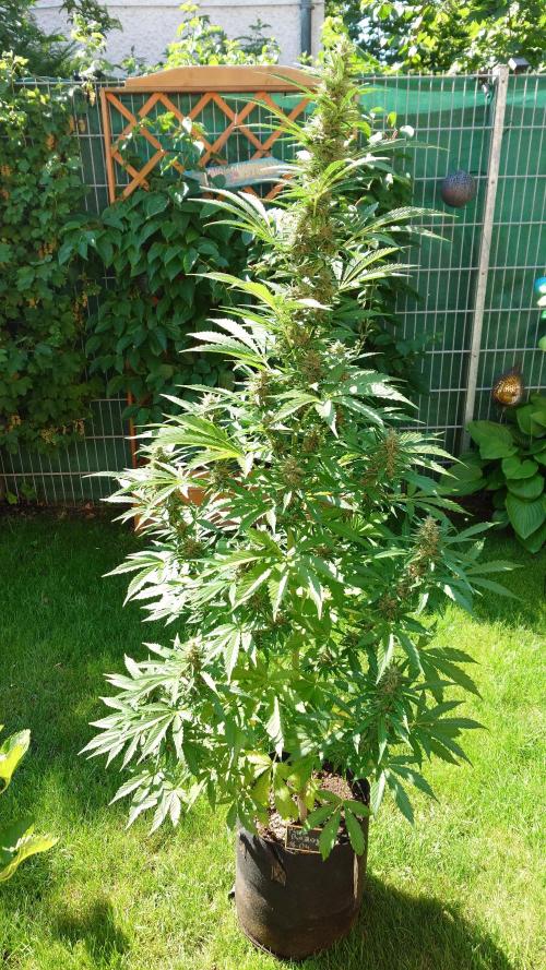 Pink Rozay Auto. Week 9