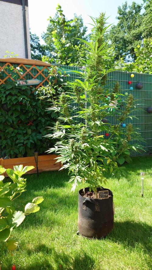 Pink Rozay Auto. Week 9