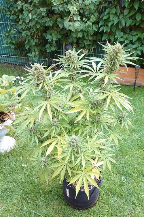 Green Crack F1 Auto. Week 10