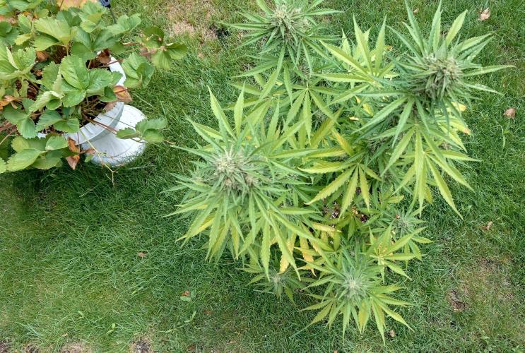 Green Crack F1 Auto. Week 10