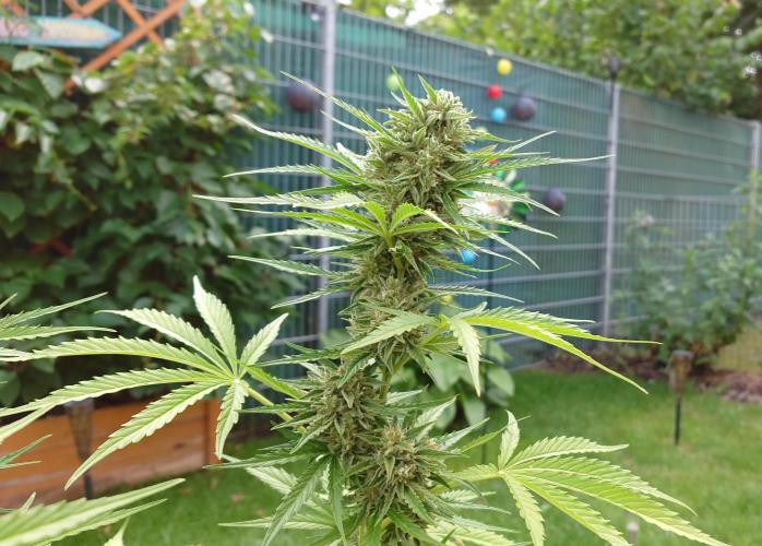 Green Crack F1 Auto. Week 10