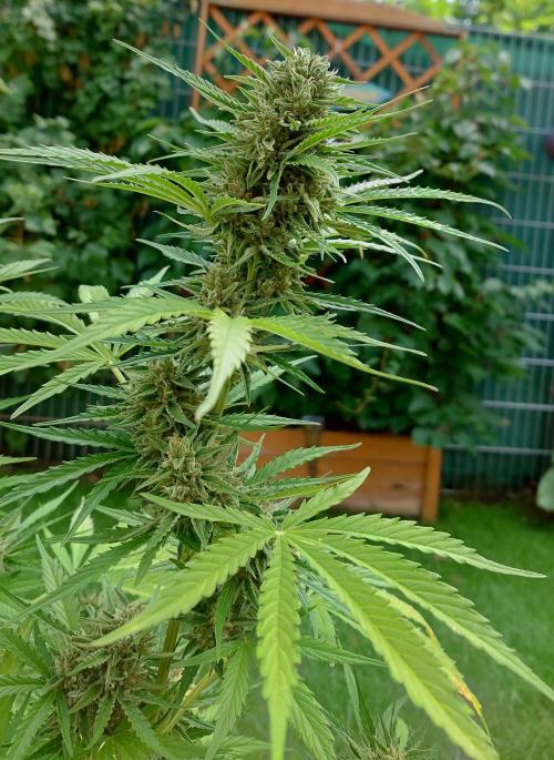 Green Crack F1 Auto. Week 10
