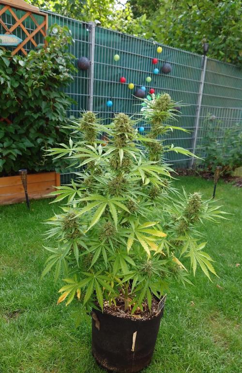 Green Crack F1 Auto. Week 10