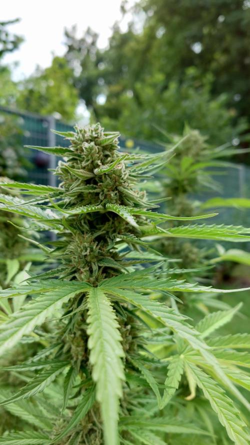 Green Crack F1 Auto. Week 10