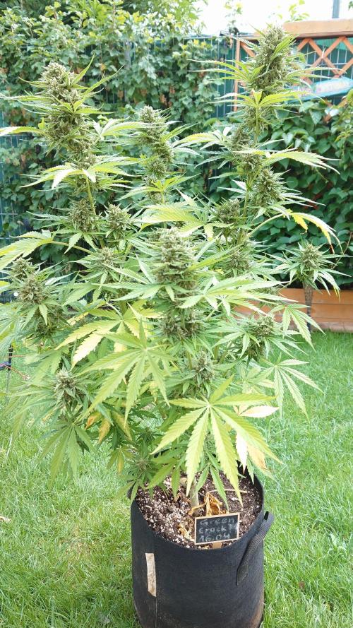 Green Crack F1 Auto. Week 10