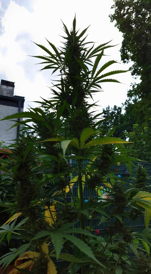 Pink Rozay Auto. Week 10