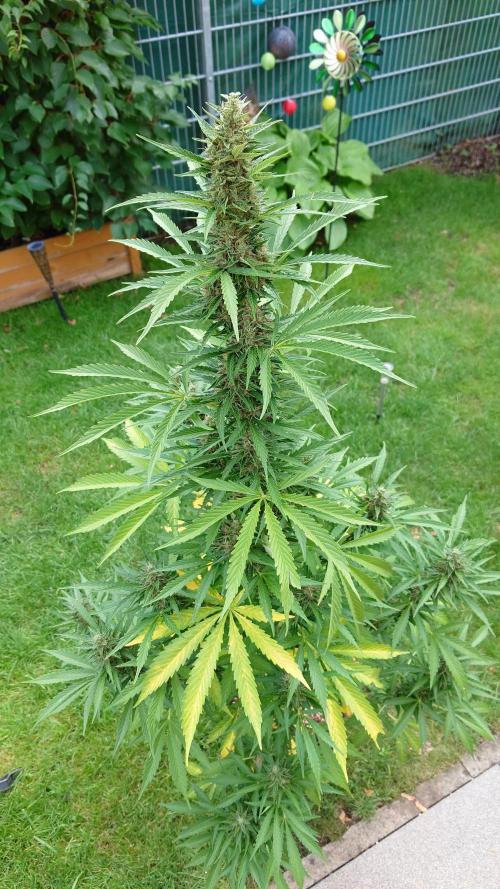 Pink Rozay Auto. Week 10