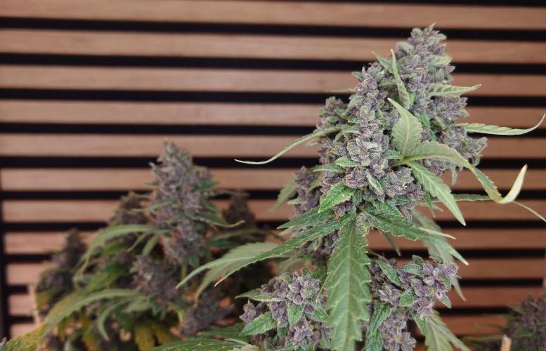 Banana Purple Punch Auto RF3. Week 13