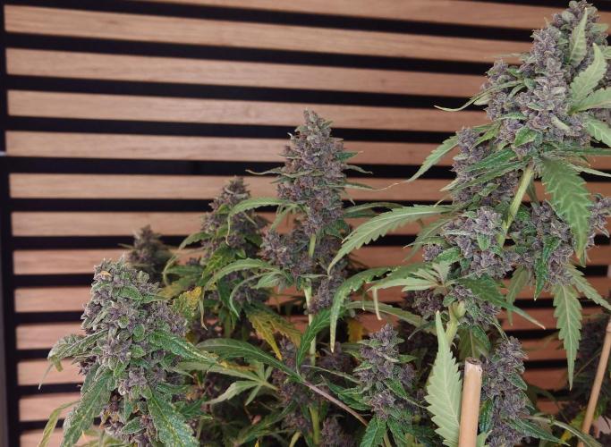 Banana Purple Punch Auto RF3. Week 13
