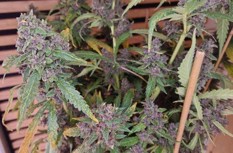 Banana Purple Punch Auto RF3. Week 13