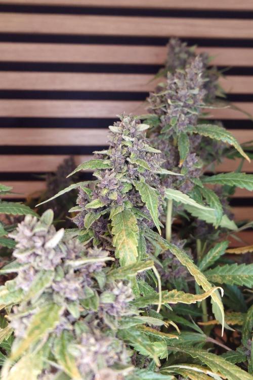 Banana Purple Punch Auto RF3. Week 13
