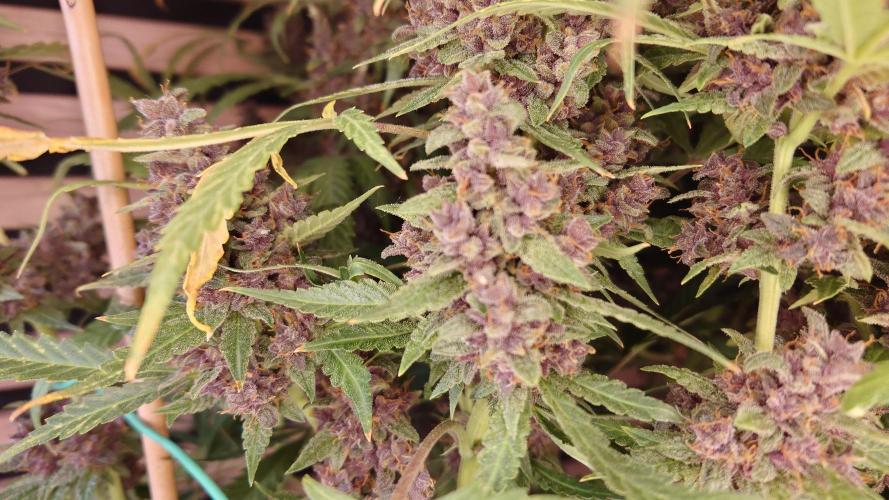 Banana Purple Punch Auto RF3. Week 13