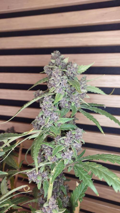 Banana Purple Punch Auto RF3. Week 13