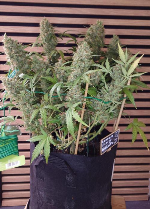 Lemon Cherry Gelato Automatic. Week 13