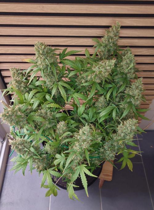 Lemon Cherry Gelato Automatic. Week 13