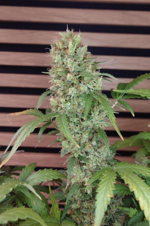 Lemon Cherry Gelato Automatic. Week 13
