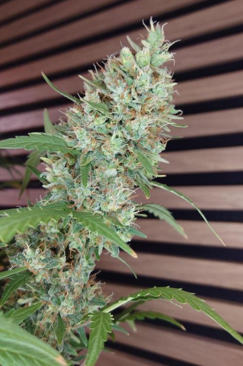 Lemon Cherry Gelato Automatic. Week 13