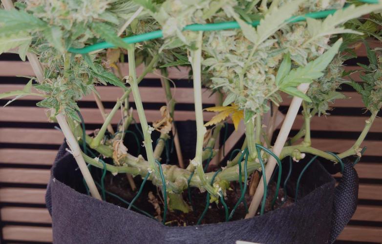 Lemon Cherry Gelato Automatic. Week 13