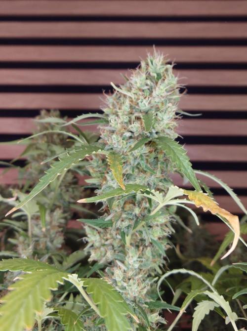 Lemon Cherry Gelato Automatic. Week 13