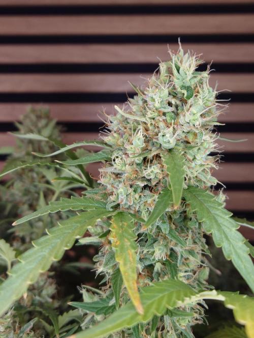 Lemon Cherry Gelato Automatic. Week 13