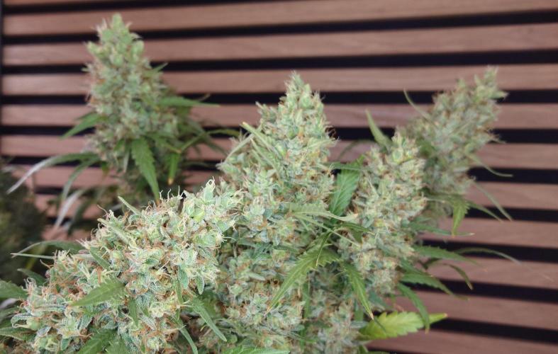 Lemon Cherry Gelato Automatic. Week 13