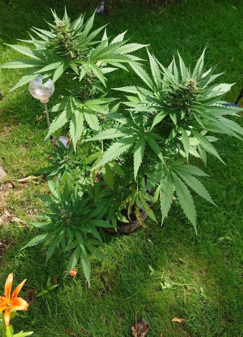 Banana Purple Auto. Week 7
