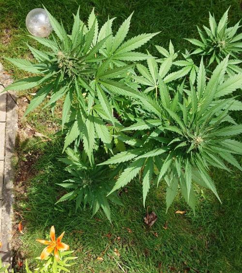 Banana Purple Auto. Week 7