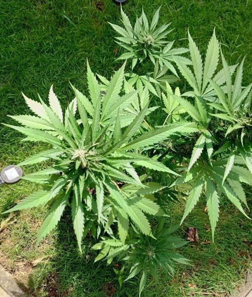 Banana Purple Auto. Week 7