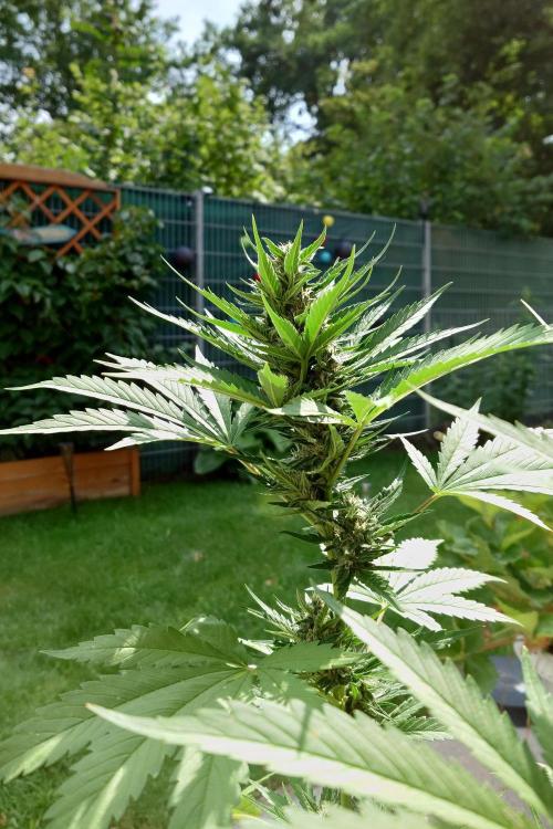 Banana Purple Auto. Week 7