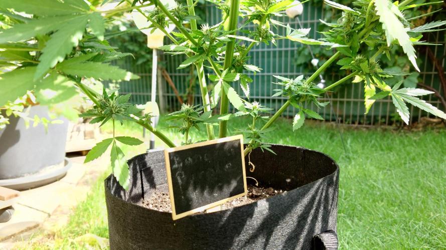 Banana Purple Auto. Week 7