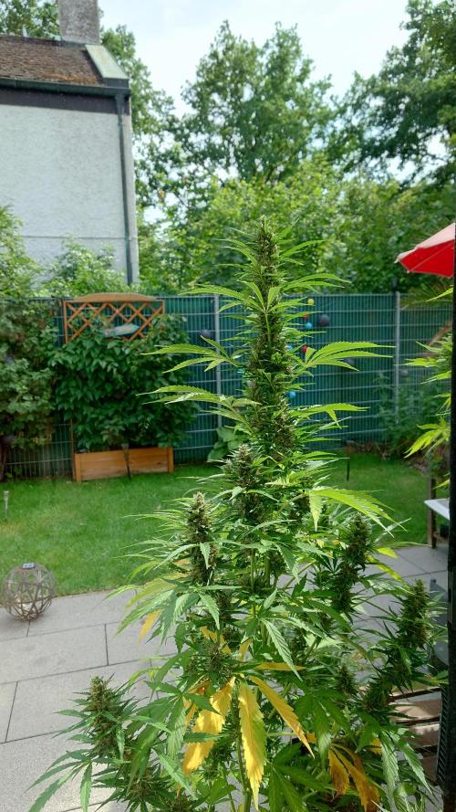Pink Rozay Auto. Week 10