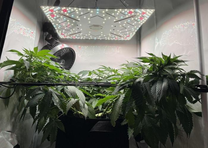 The Tropical Ice Cream One. Week 7