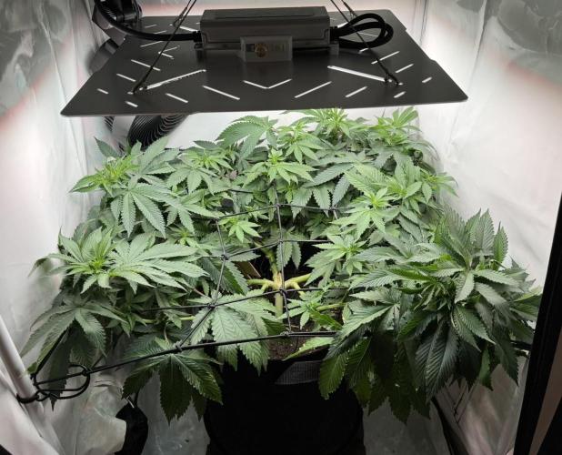 The Tropical Ice Cream One. Week 7