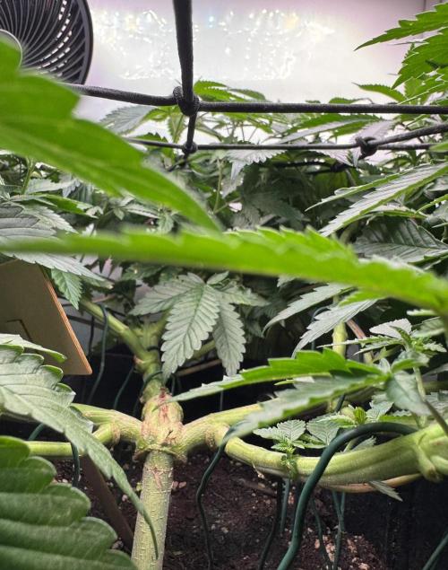 The Tropical Ice Cream One. Week 7