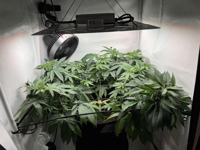 The Tropical Ice Cream One. Week 7