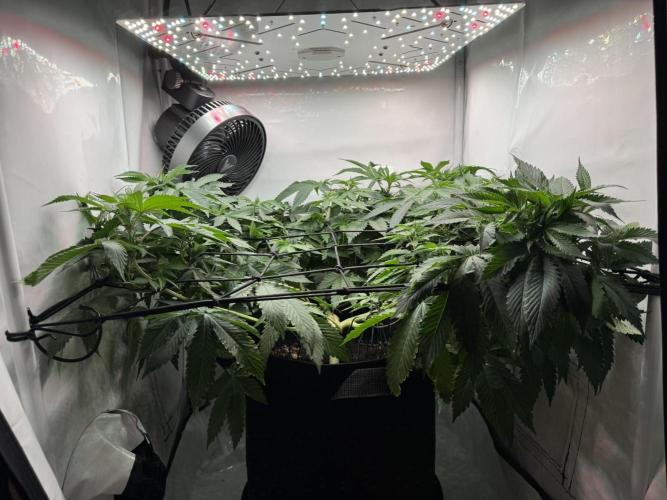 The Tropical Ice Cream One. Week 7