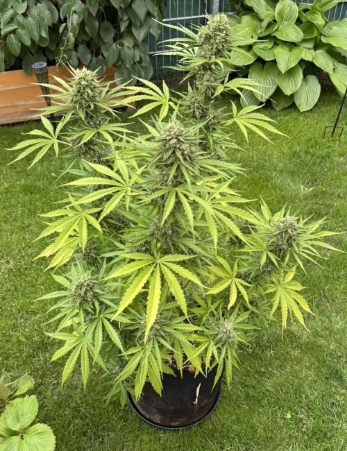 Green Crack F1 Auto. Week 11