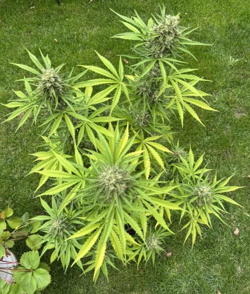 Green Crack F1 Auto. Week 11