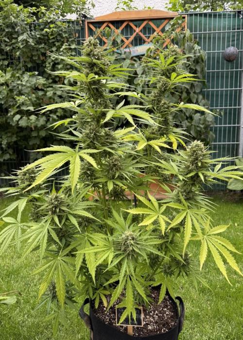 Green Crack F1 Auto. Week 11