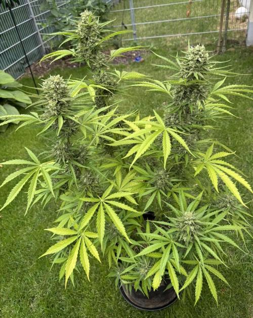 Green Crack F1 Auto. Week 11